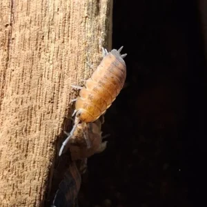 Cloportes - Porcellio scaber “Lava”