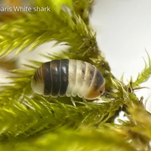 Cloportes - Cubaris White Shark