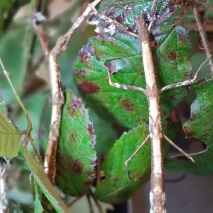 Phasme - Hermagoras foliopeda