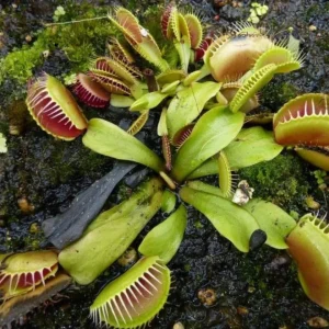 Plante Carnivore - Kit Bouture