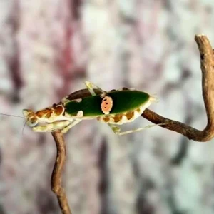 Mante - Creobroter sp (Yunnan)