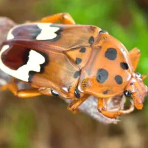 Cétoine - Genyondonta Lequeuxi