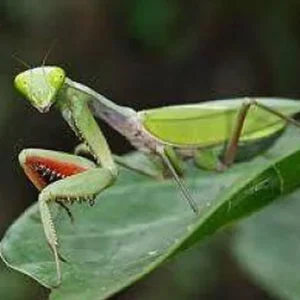 Mante - Hierodula majuscula