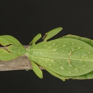 Phasme Feuille - Phyllium tobeloense "Galela"