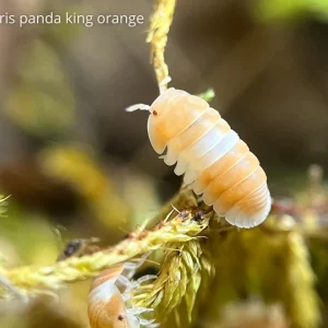 Cloportes - Cubaris Panda King Orange
