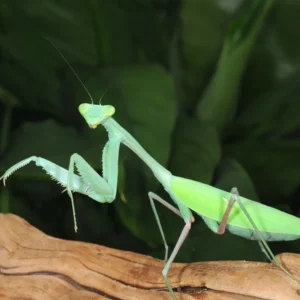 Mante - Hierodula membranacea