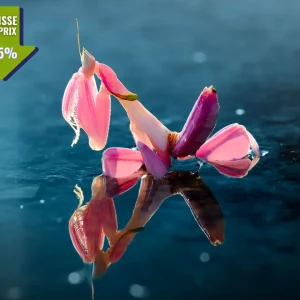 Mante orchidée - Hymenopus coronatus