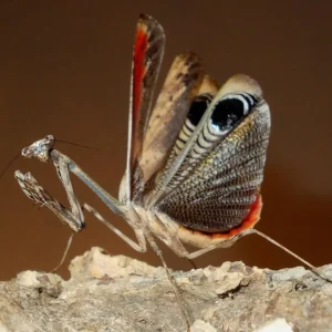 Mante - Pseudempusa pinnapavonis